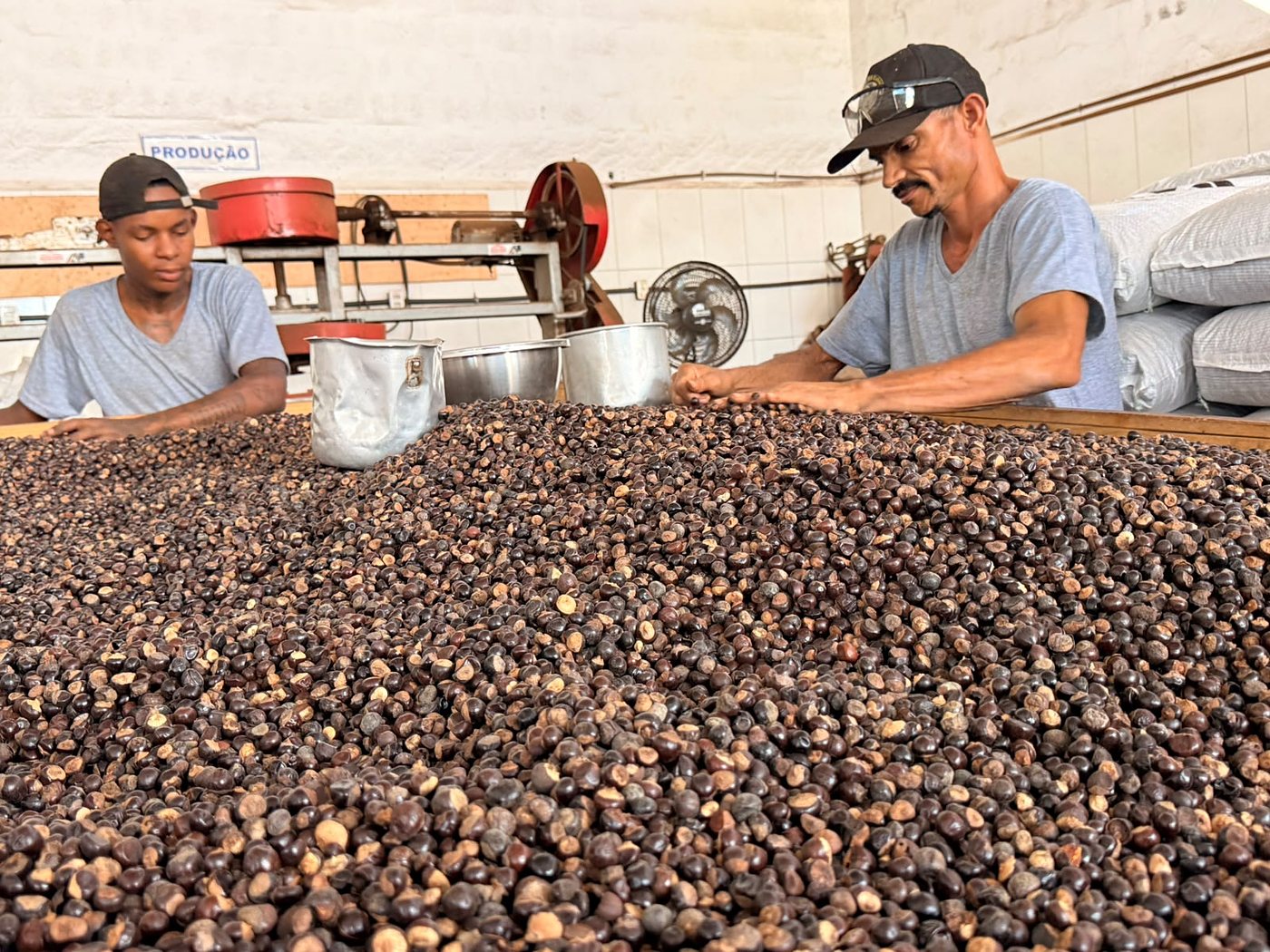 Equipe fazendo a seleção de grãos na área de produção